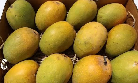 Japan Stops Import of Indian Mangoes